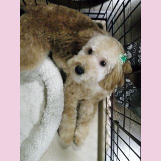 車でおでかけしたよ。を開きます。