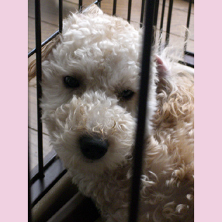 １歳になったよ。を開きます。