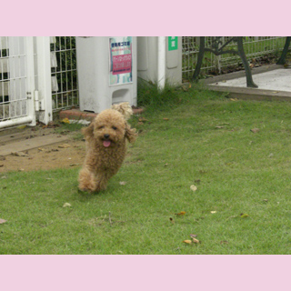 お父さんに会ったよ。を開きます。