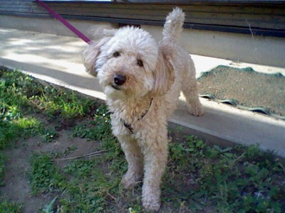 お外だいすき。を開きます。