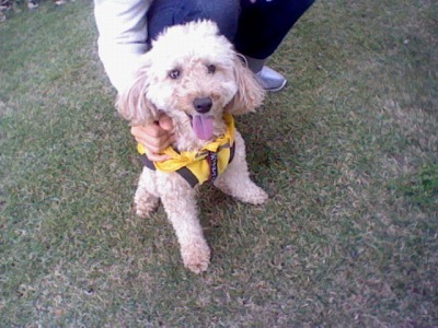 久しぶりのドッグラン！を開きます。