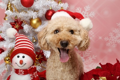 ドッグランと2013年クリスマスを開きます。