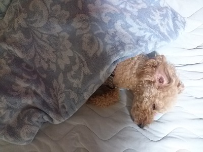 ８歳のお誕生日とお昼寝を開きます。